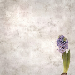 Fototapeta na wymiar square stylish old textured paper background with flowering Hyacinth