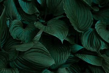 Hosta plant leaves. Natural green background. Large l leaves of a garden plant. Genus of perennial herbaceous plants of the family Green. Close-up.