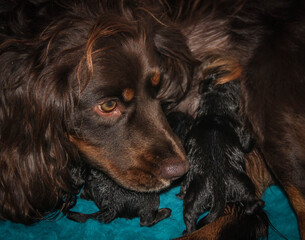 Working cocker spaniel bitch looking at her newborn puppies