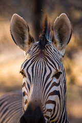 CEBRA DE MONTAÑA (Equus zebra), Fauna de África