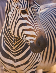 CEBRA DE MONTAÑA (Equus zebra), Fauna de África
