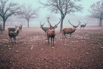 familia de ciervos en la naturaleza en invierno entre niebla bruma bosque hojas caidas tonos marrones