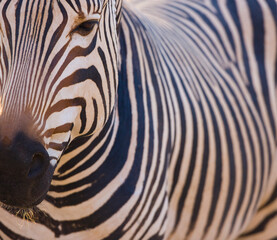 Fototapeta na wymiar CEBRA DE MONTAÑA (Equus zebra), Fauna de África