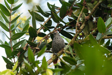 Choca-listrada (Thamnophilus palliatus)