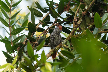 Choca-listrada (Thamnophilus palliatus)