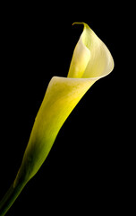 White calla lily isolated on black background