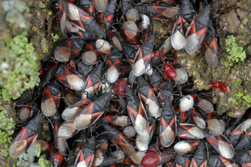 A colony of lime seed bug hibernating on lime tree