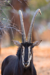 ANTILOPE SABLE Hippotragus equinus), (Namibia, Fauna de África