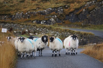 Highland sheep in the road