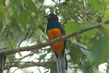 Sucuruá grande de barriga amarela (Trogon viridis)