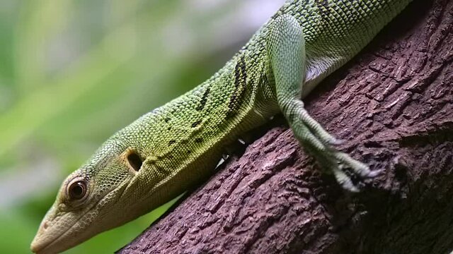 Detailed Portrait Of A Slowly Crawling Emerald Tree Monitor With Blurry Forest In Background. - Close Up