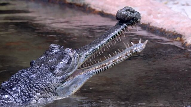 Indian Gharial With Sharp Teeth And Mouth Open While Submerged In The Water - close up, slow motion