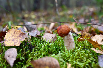 Edible brown cap boletus among the grass and moss in autumn forest. Awesome fungus Aspen Mushroom against the background of green vegetation. Rough-stemmed bolete grows in in wildlife. Birch bolete