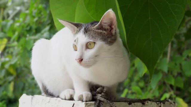 A little white kitten sits against a backdrop of green leaves.