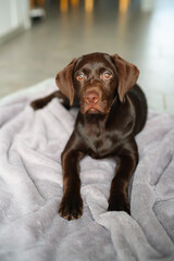 Süßer brauner Labrador Welpe liegt in der Wonung auf einer Decke