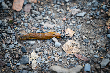 Brown snail crawling on a stony path.