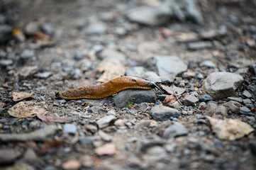 Brown snail crawling on a stony path.
