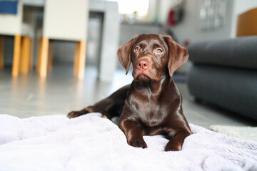 Süßer brauner Labrador Welpe liegt in der Wonung auf einer Decke