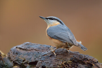 Kleiber (Sitta europaea)