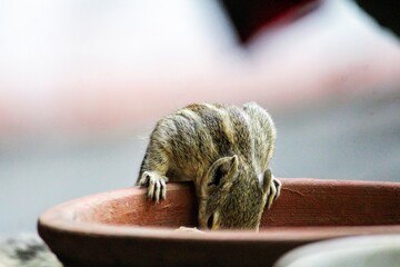 SQUIRREL LOOKING FOR FOOD ON THE FENCE