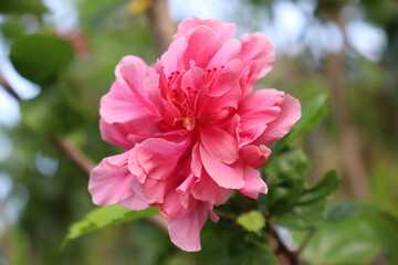 Hibiscus Species