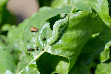 The Silver Y (Autographa gamma) is a migratory moth of the family Noctuidae. Caterpillars of this owlet moths are pests more than 200 different species of plants including crops.