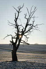 tree stay alone in winter scenery with sun flash