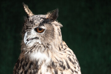 Great Horned Owl (Bubo virginianus)
