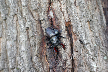 The European stag beetle (Lucanus cervus) on oak bark. It is the largest beetle in Europe, protected in many countries.