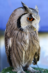 young barn owl perched on display in it's enclosure with one watchful eye on proceedings