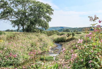 Stony stream in the English countryside on a sunny day