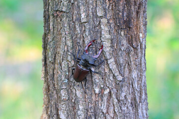 The European stag beetle (Lucanus cervus) on oak bark. It is the largest beetle in Europe, protected in many countries.