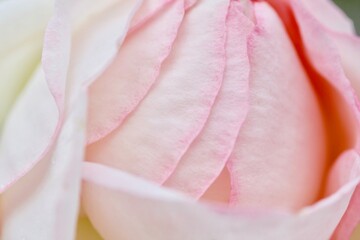 ピンクのバラのクローズアップ