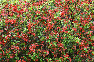 The large dense bush of a chaenomeles plentifully blossoms in darkly pink flowers. Together with green leaves there is a pink-green background.