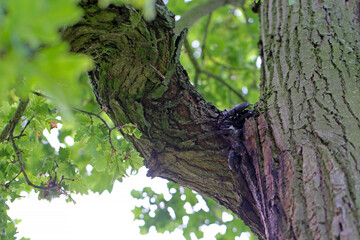 The European stag beetle (Lucanus cervus) on oak bark. It is the largest beetle in Europe, protected in many countries.