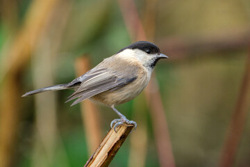 Obraz premium Sumpfmeise