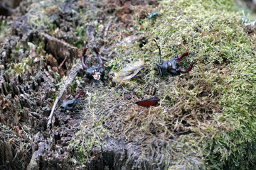 The European stag beetle (Lucanus cervus) on oak bark. It is the largest beetle in Europe, protected in many countries.