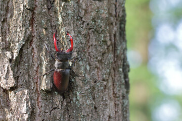 The European stag beetle (Lucanus cervus) on oak bark. It is the largest beetle in Europe, protected in many countries.