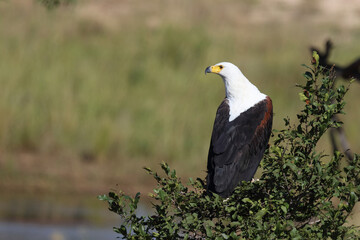 Afrikanischer Schreiseeadler / African fish-eagle / Haliaeetus vocifer.