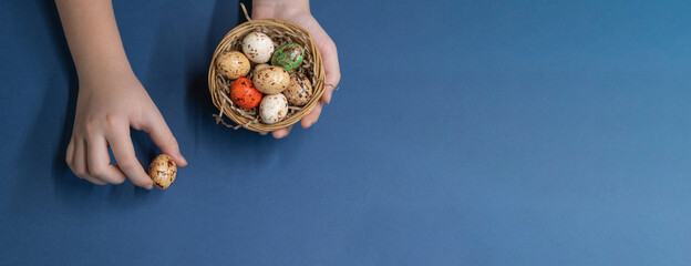 Young girl picks up small egg. In her other hand she holds small wooden basket with different painted eggs that look like quail. Blue background. Web banner. Copy space for your text. Easter theme.