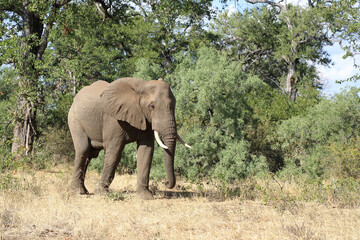 Afrikanischer Elefant / African elephant / Loxodonta africana