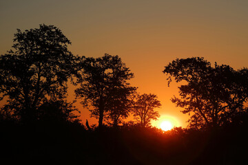 Naklejka premium Sonnenuntergang Krüger Park Südafrika / Sundown Kruger Park South Africa /