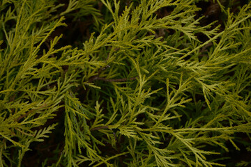 シダ系植物の群生