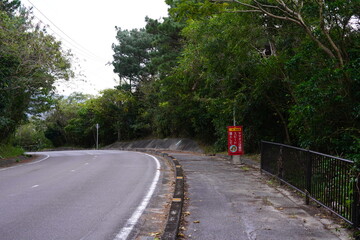 西表島の木々の生い茂る道路