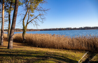 Bad Saarow, Brandenburg, Deutschland - Dezember, 30. 2020 Lakeshore with trees to the side. Autumn landscape sunny day. Reeds in the water.
