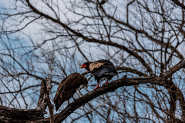 Juggler bird couple on a tree