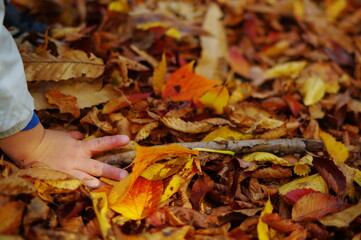 紅葉がりをたのしむ子供