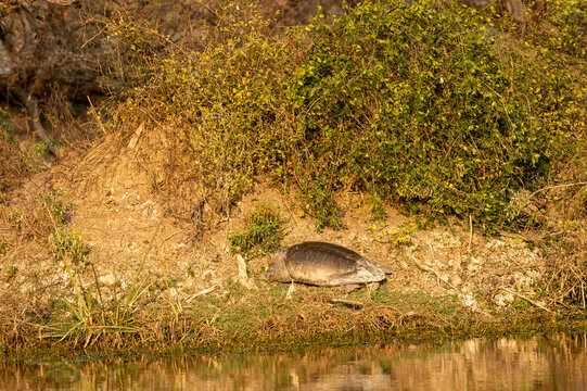 Indian softshell turtle or Ganges softshell turtle basking in sun at wetland of keoladeo national park or bharatpur bird sanctuary rajasthan India - Nilssonia gangetica