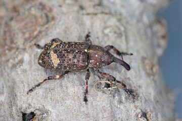 Pissodes piceae - a species of beetle from the weevil family - Curculionidae. The larvae of this insect develop under the bark of fir trees.
