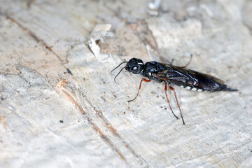 A female of the Black Necked Wood Wasp on a birch log (Xiphydria camelus, Family Xiphydriidae)